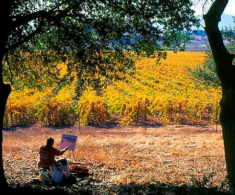 Painting the autumn colours in vineyard on the  Silverado Trail Napa Valley California USA