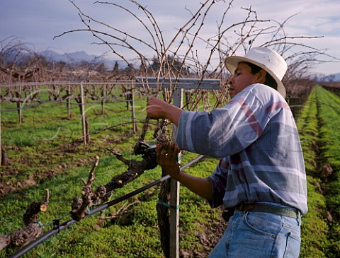 Pruning Merlot vines in vineyard of Frogs Leap   winery Rutherford Napa Co California