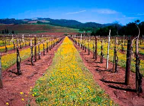 Spring flowers in Wildwood Vineyards Kenwood   Sonoma Co California USA Sonoma Valley