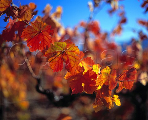 Autumnal vine colours Napa Valley California