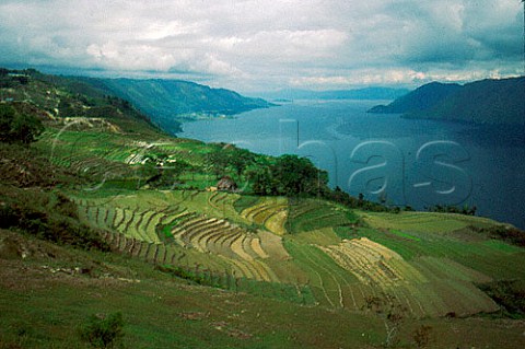 Paddy terraces and Lake Toba Samosir   Island Sumatra Indonesia