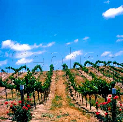 Callaway Vineyards Temecula Valley South east of   Los Angeles