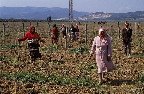 Women with male overseer at work in   vineyard  Grombalia Tunisia