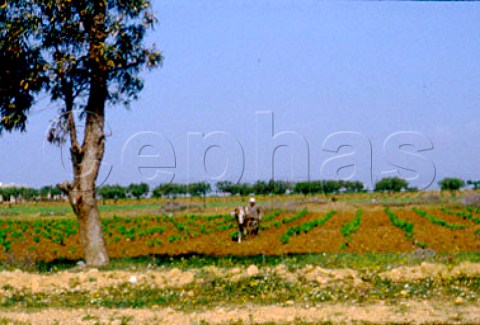Ploughing vineyard by horse   Enfidaville Tunisia