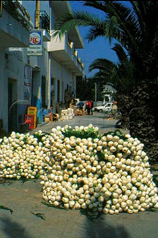 Fennel on sale in Nebul Tunisia