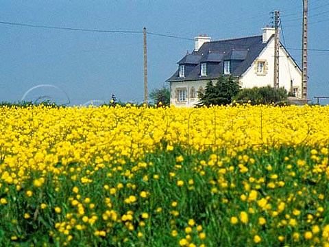 Rape field in Northern Brittany