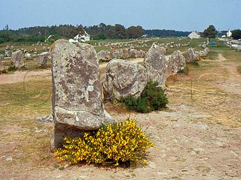 Alignments de Menec at Carnac Brittany France              