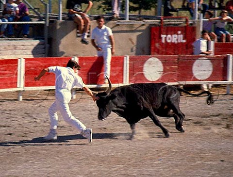 Bullfight Torrida at Aigues Mortes   Gard France