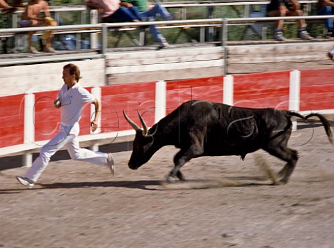 Bullfight at AiguesMortes Gard France