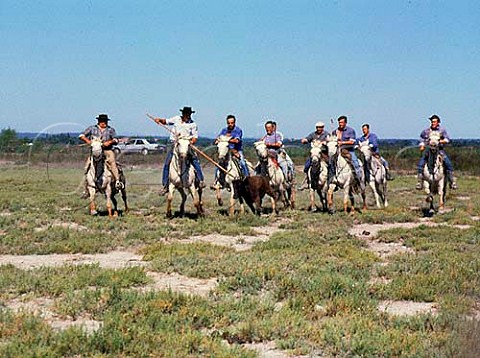 Gardians the cowboys of the Carmargue Provence   France                      