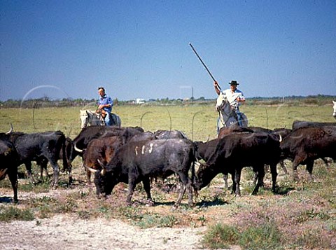 Gardians cowboys of the Carmargue at a Ferrade branding near Gimeaux Provence France