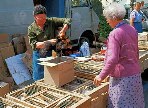 Chicken being boxed up for sale at Auray market  livestock stall Brittany