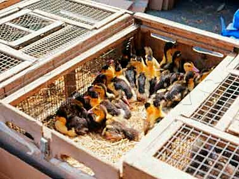 Ducklings for sale in crate at poultry stall Auray   market Brittany