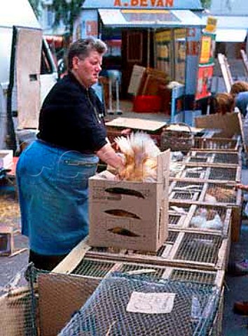 Live chickens being boxed for sale at a poultry  stall Auray market Brittany