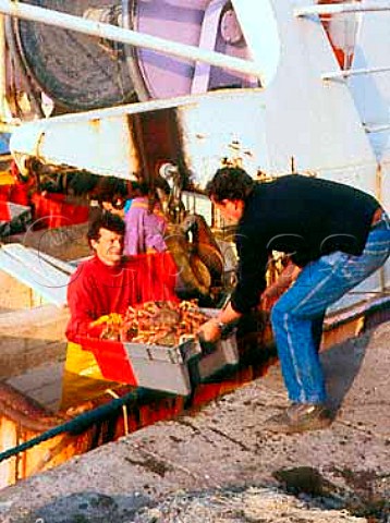 Unloading the days crab catch   StMalo Brittany France
