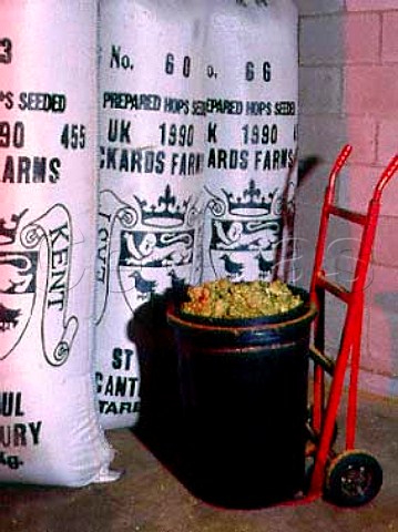 Hops are sorted and weighed then added to cereals   and water for boiling in copper at Young and Cos   Ram Brewery Wandsworth London