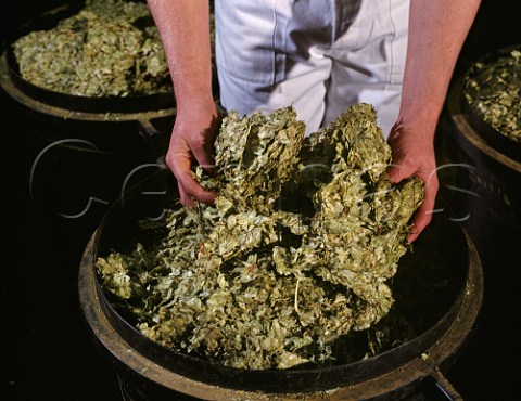 Hops from Kent used at Youngs Ram Brewery  Wandsworth London England