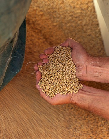 Bulk delivery of malted barley to the brewery of   George Gale  Co Horndean Hampshire England