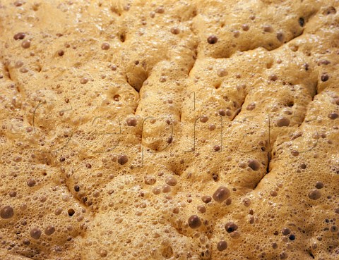 The head of yeast in a fermenting vessel at the   brewery of George Gale  Co Horndean Hampshire   England