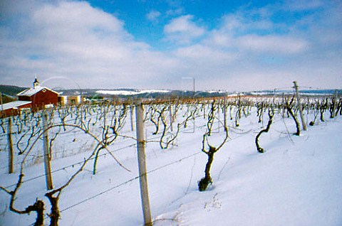 Snow covered vineyard Naples New York   USA  Finger Lakes