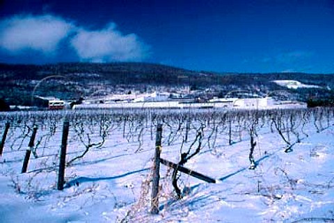Snow covered vineyard at Widmer Wine   Cellars Naples New York