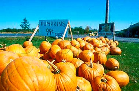 Halloween pumpkins for sale New York state USA