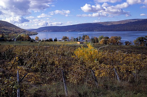 Vine Valley vineyard above   Canandaigua Lake New York USA   Finger Lakes