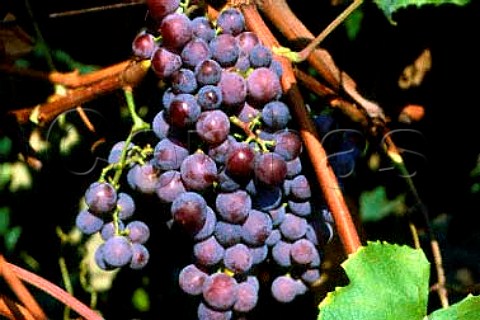 Catawba grapes           Labrusca