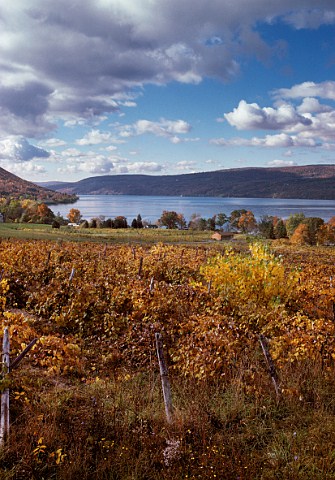 Vine Valley Vineyard above Canandaigua  Lake New York USA   Finger Lakes