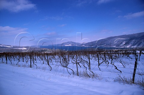 Vineyard in snow above Canandaigua Lake   Ontario County New York USA    Finger Lakes
