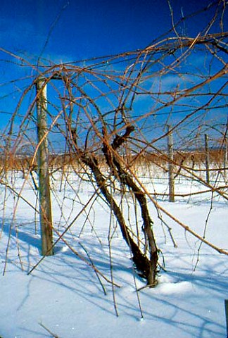 Snow covered vineyard Naples New York   state USA  Finger Lakes