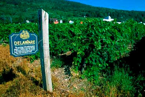 Vineyard of Delaware vines belonging to   Widmer Wine Cellars Naples New York   state USA