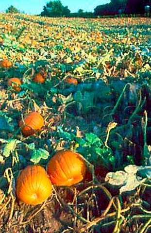 Pumpkins growing in a field in Victor   New York USA