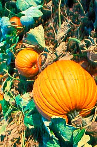 Pumpkins in a field in Victor New York   USA