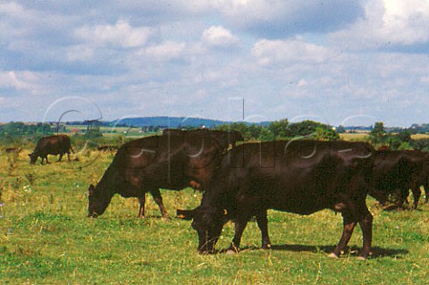 Aberdeen Angus cattle