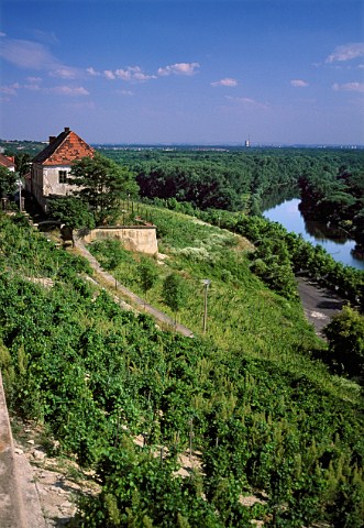 Vineyard of Chateau Melnik above the   River Labe Elbe Melnik Bohemia   Czech Republic