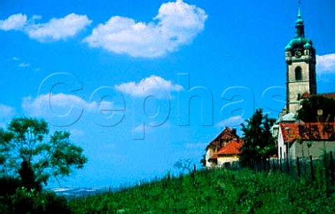 Vineyard below Chateau Melnik Melnik   Bohemia Czech Republic