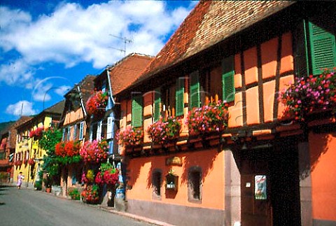 Window boxes of geraniums on old houses   in the wine town of Niedermorschwihr   HautRhin France Alsace