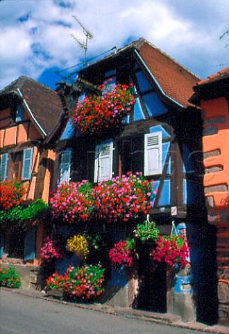 Window boxes and baskets of geraniums on   old house in Niedermorschwihr HautRhin   France Alsace