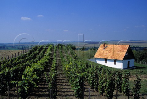 Vineyard on the northern edge of the   Szekszard wine region Hungary