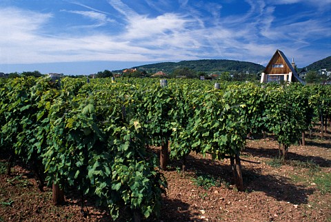 Vineyard between Balatonfured and Csopak   on the shores of Lake Balaton Hungary