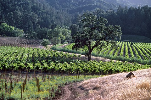 Vineyards of Rubicon Estate formerly   Niebaum Coppola Rutherford Napa   Valley California