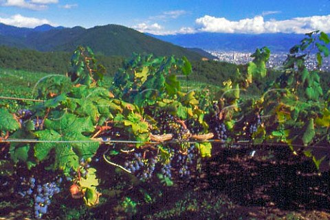 Grapes in vineyard Kofu Japan