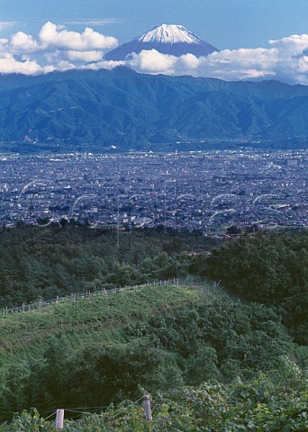 Vineyard of Suntory Tominooka winery   with Kofu and Mount Fuji in distance    Yamanashiken Japan