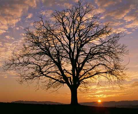 Tree silhouette at sunset Austria