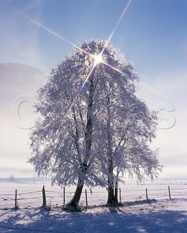 Two trees covered in hoar frost Austria