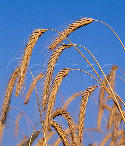 Ripe heads of Barley