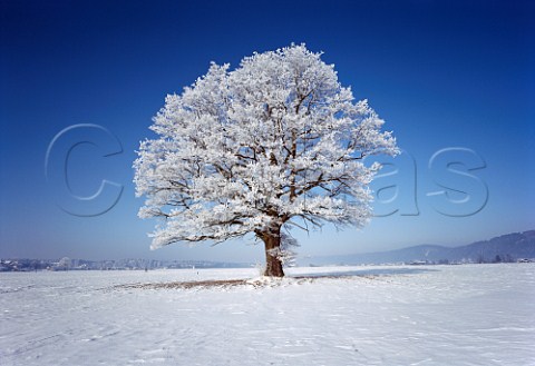 Frost covered tree in snow Austria