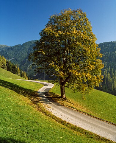 Tree by footpath Salzburgerland Austria