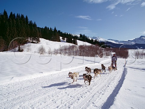 Dog Sled taking part in a race Austria